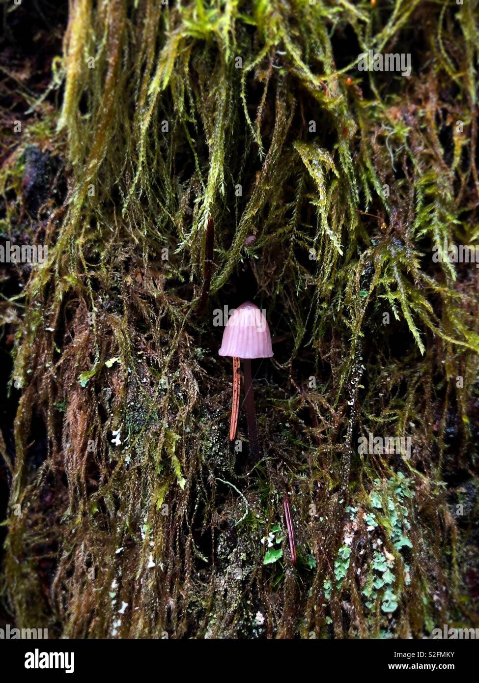 A tiny mushroom growing on a mossy tree trunk in Eugene, Oregon, USA. Stock Photo