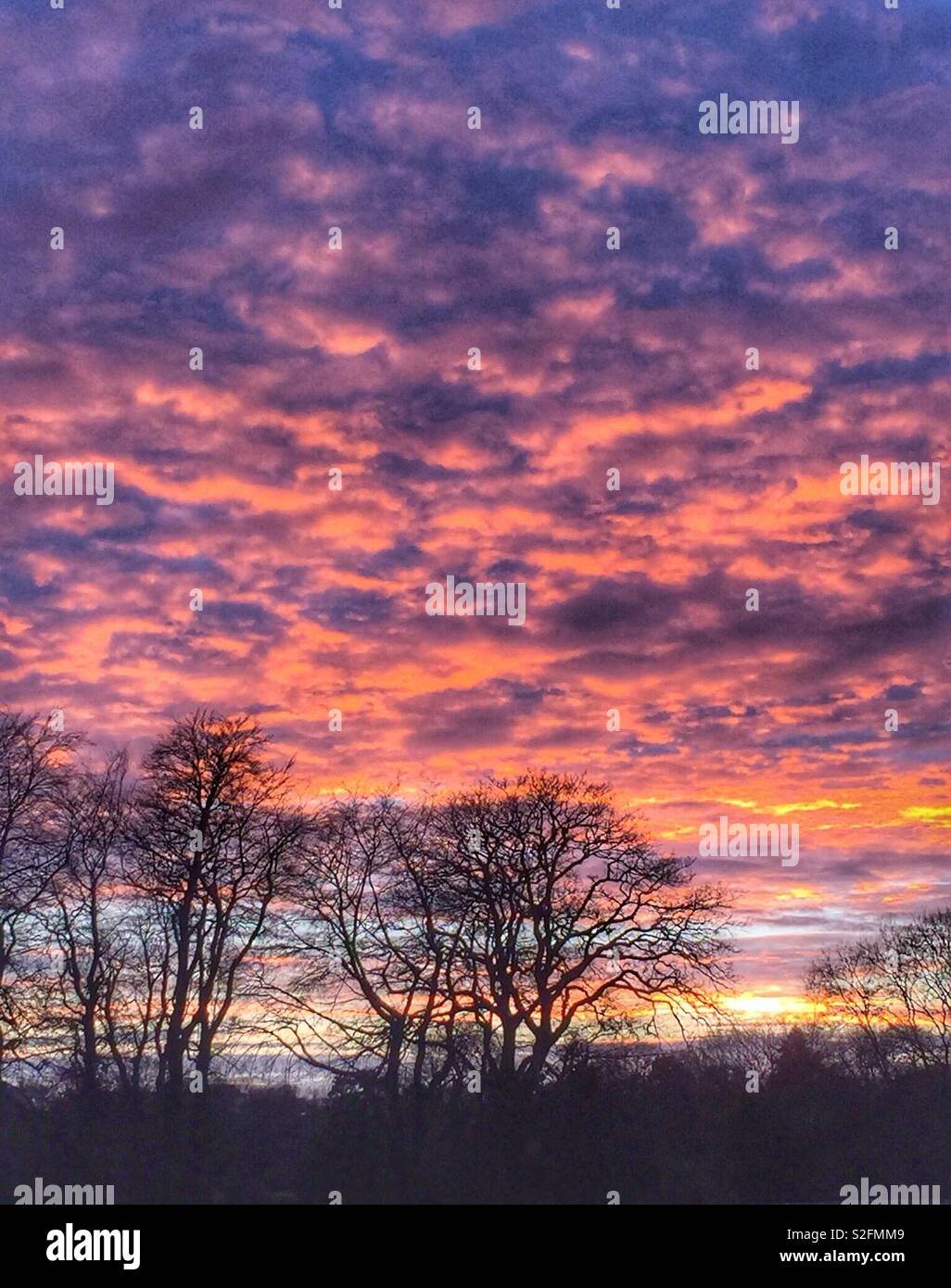 Sunset behind silhouetted trees Stock Photo