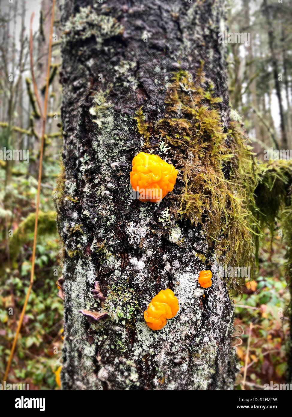 Orange jelly mushroom on a tree in Oregon, USA Stock Photo Alamy
