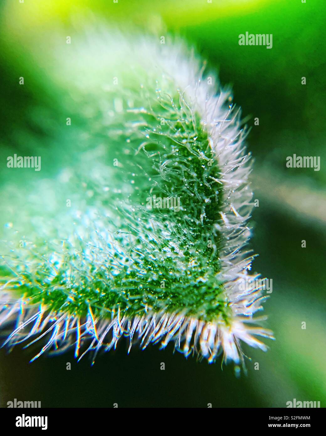 Up close of green succulent - Smartphone Captured Stock Image