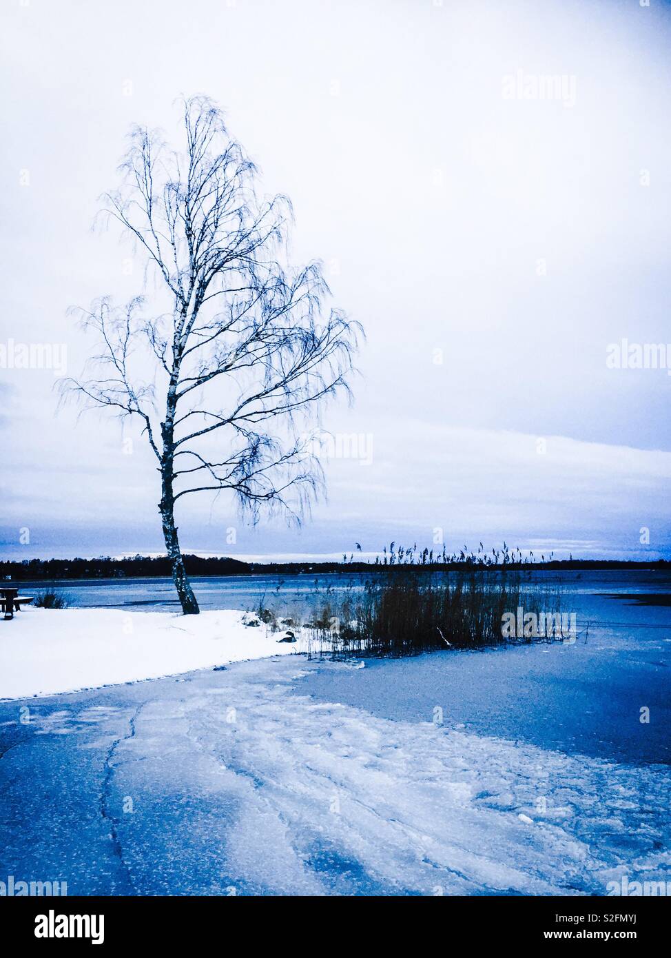 Birch tree in the snow, on the edge of lake Stock Photo