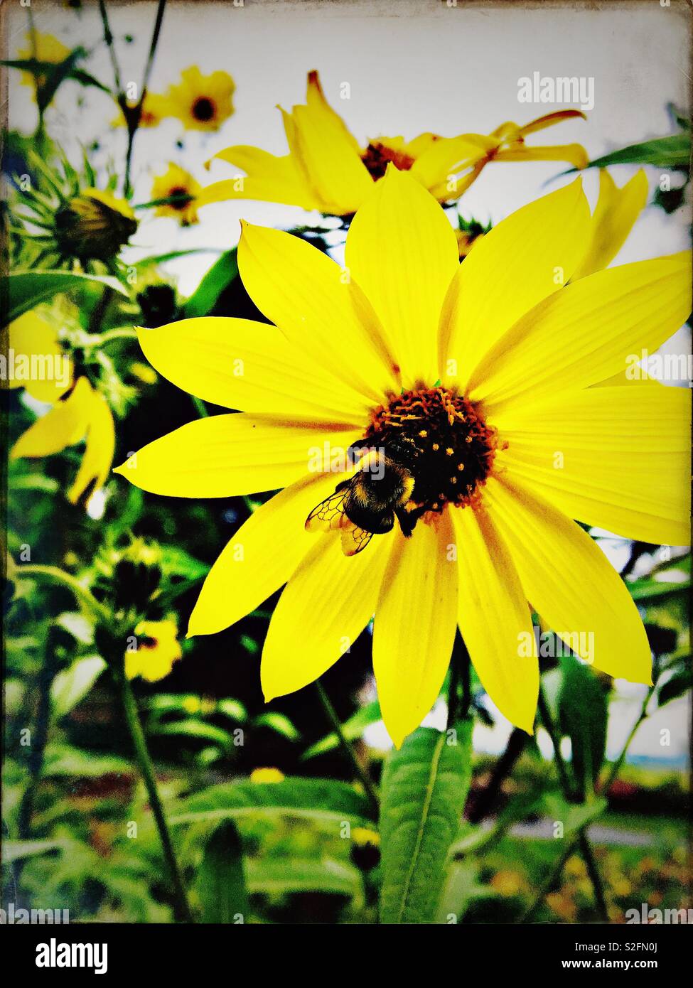 Bumble bee pollinating a yellow flower - Smartphone Captured Stock Image
