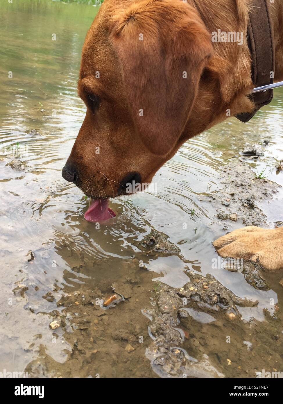 Thirsty puppy Stock Photo