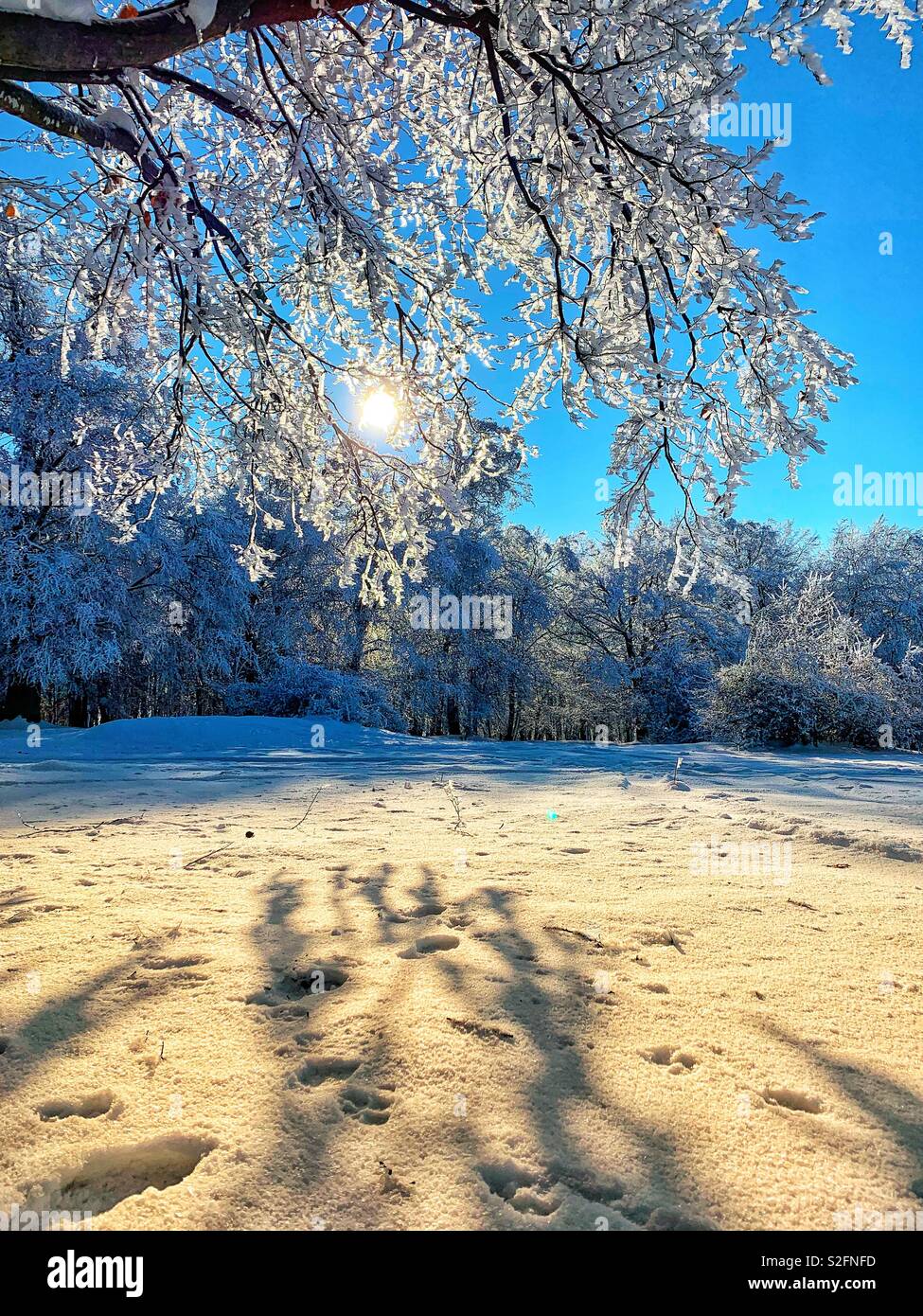 Beautiful morning view in the winter season with full of snow Stock Photo