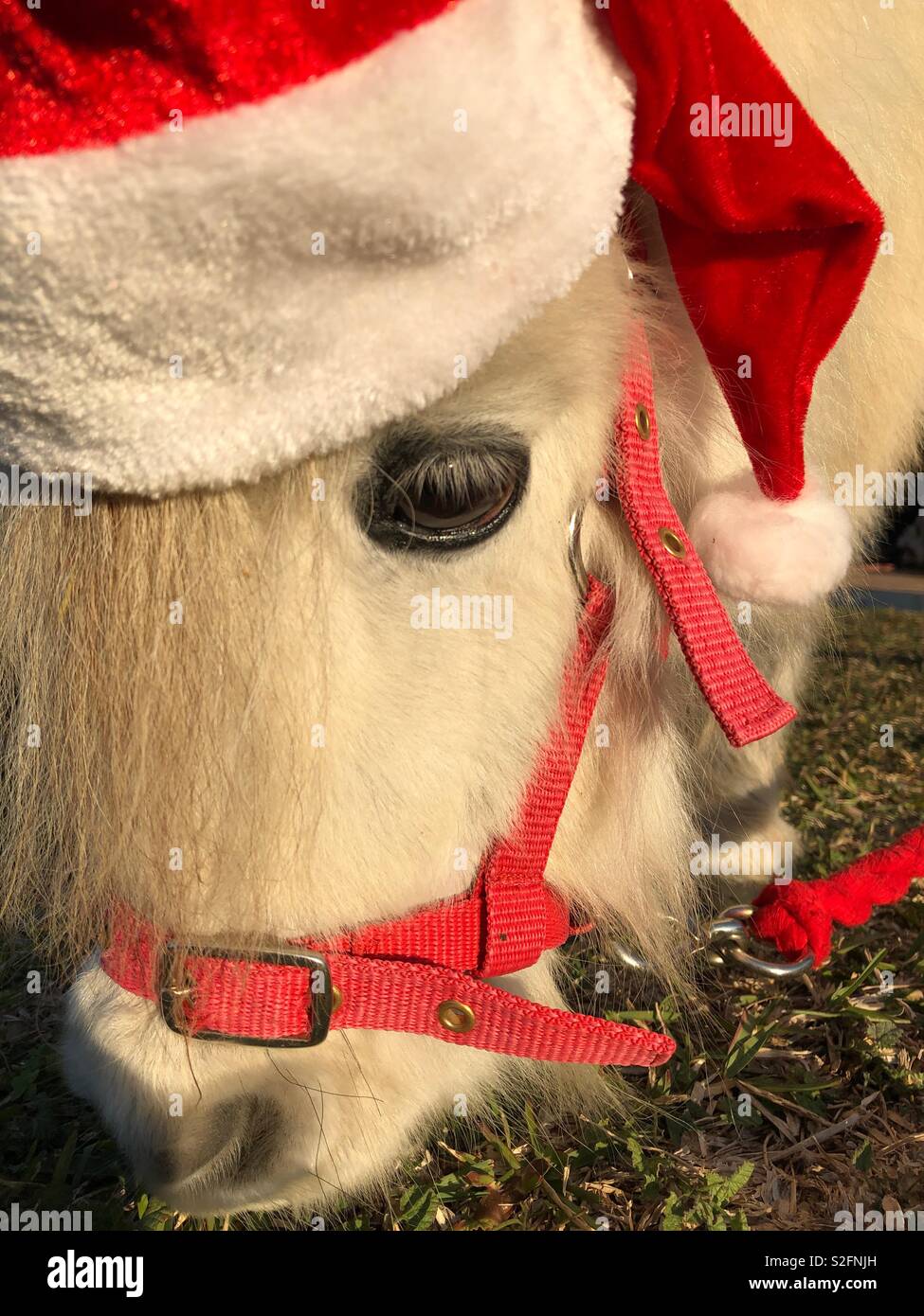 Falabella miniature horse grazing on grass and wearing a Santa Christmas hat Stock Photo