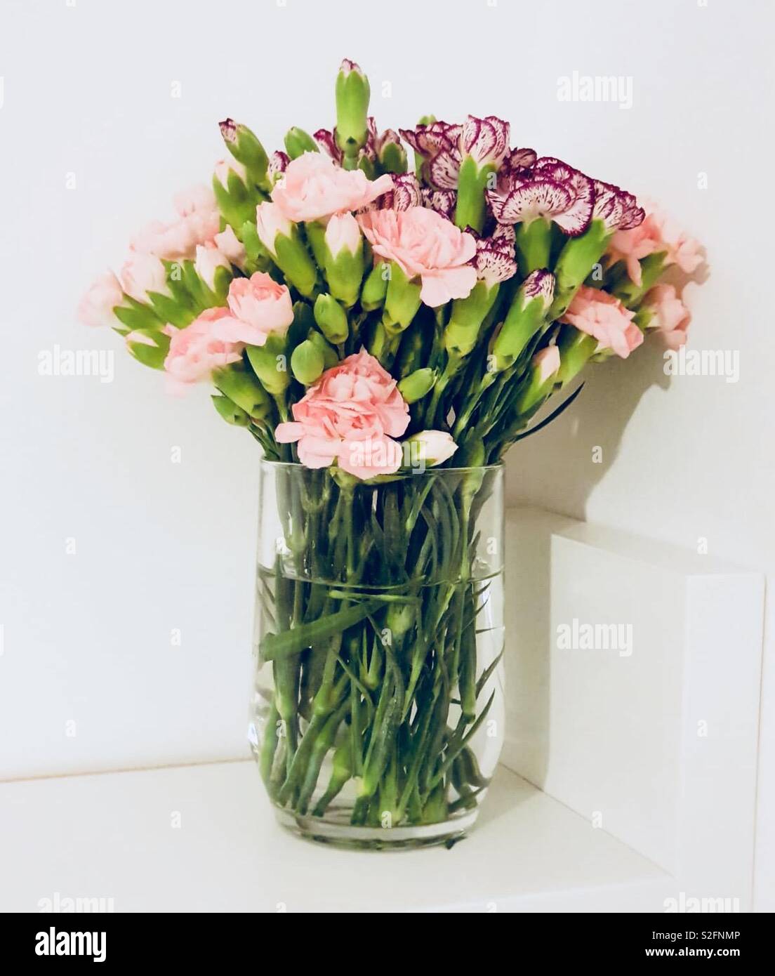 Fresh cut carnations in a glass vase Stock Photo Alamy