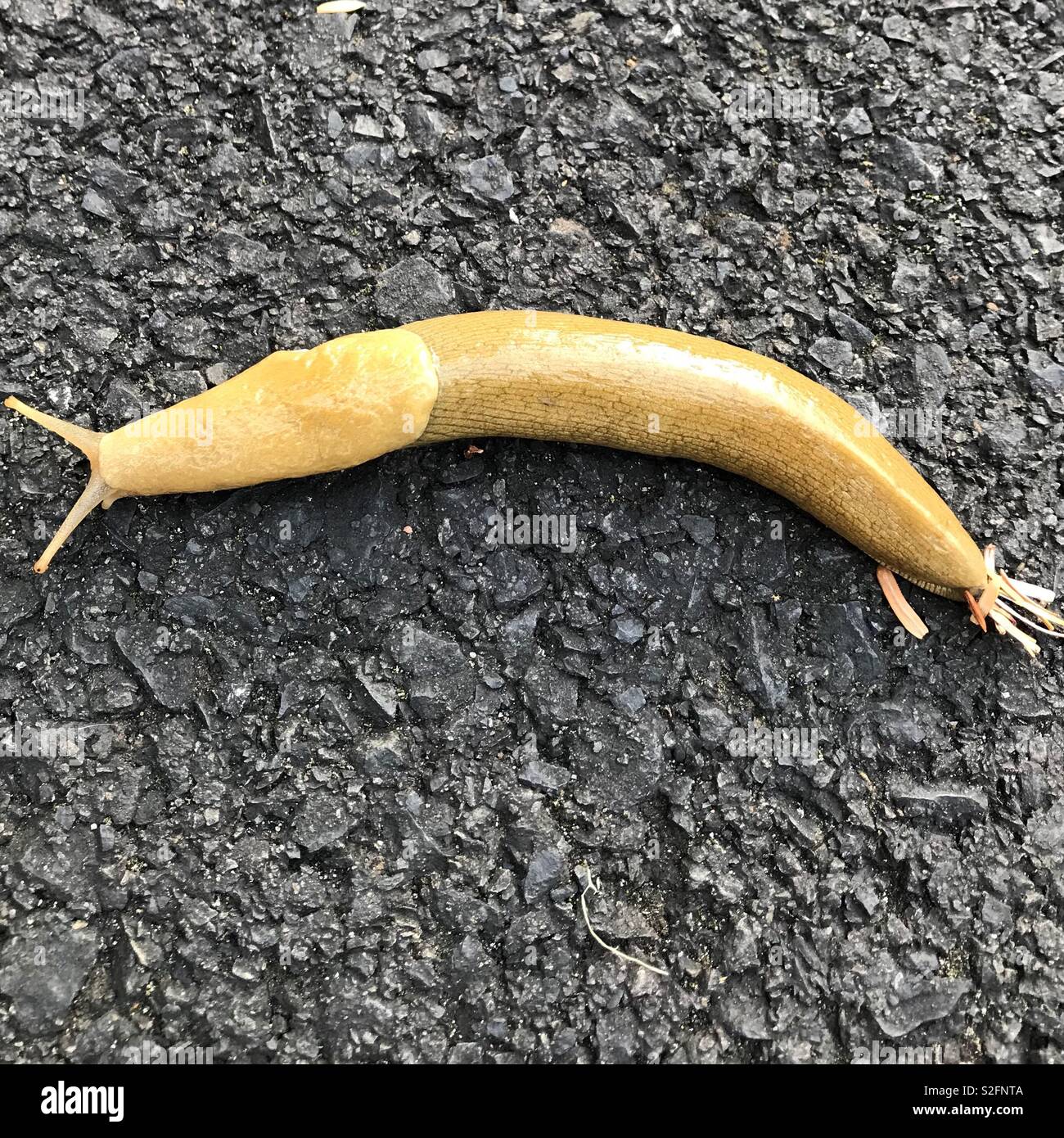Slug banana hi-res stock photography and images - Alamy