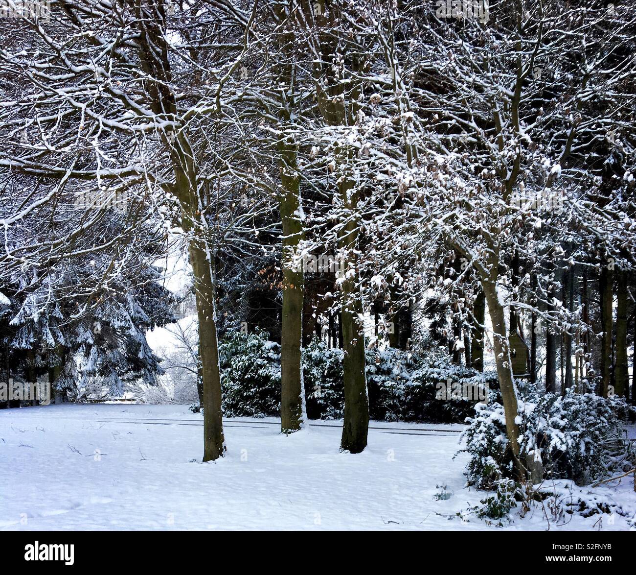 Tree Snow Ground Snow covered trees and snow on ground Stock Photo - Alamy