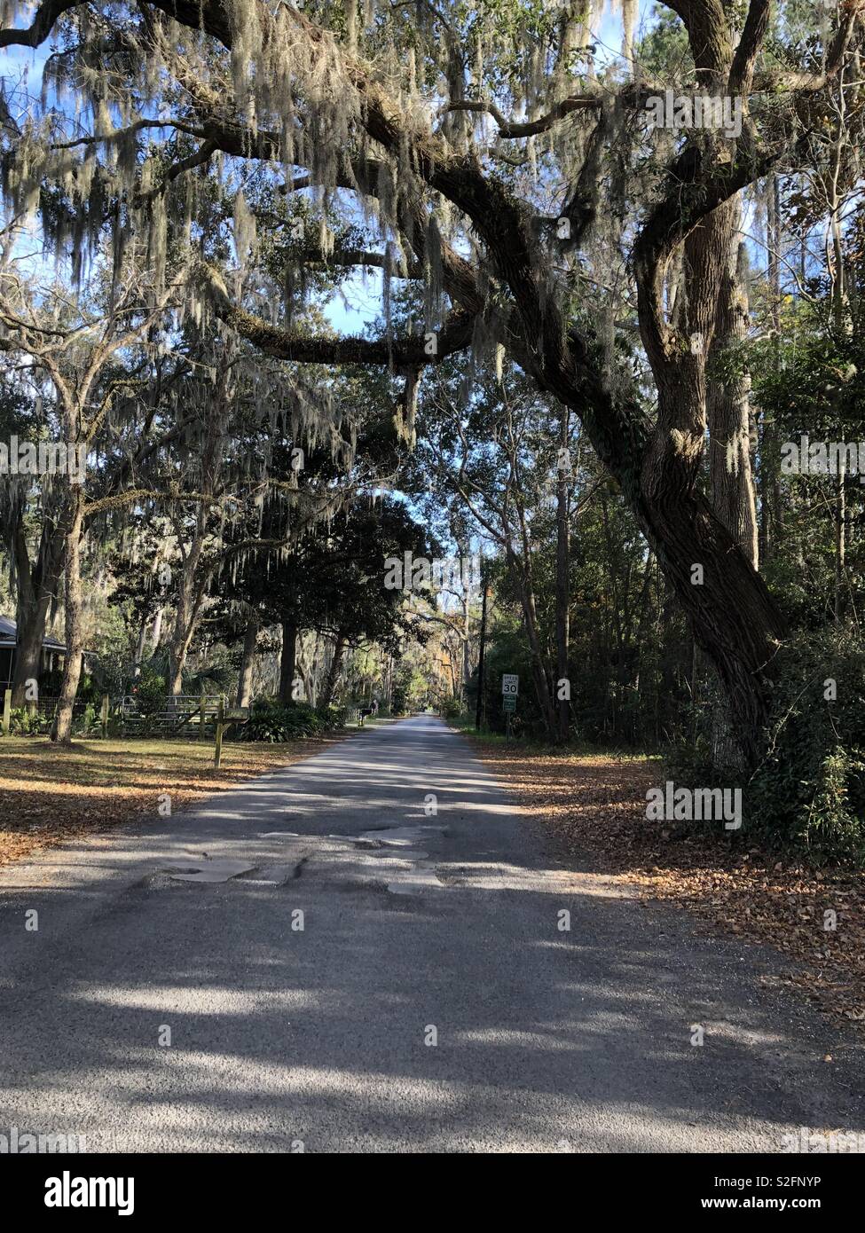 Savannah spanish moss hires stock photography and images Alamy