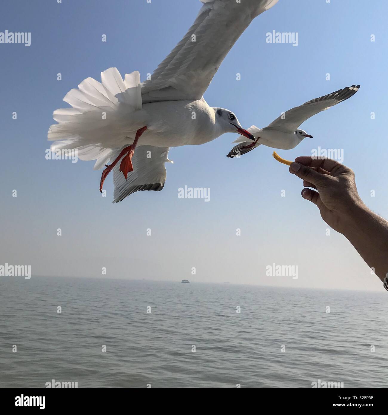 A man feeding Siberian Sea Gulls. Ferry ride towards Ali Baug in Arabian Sea, Mumbai, India. - Smartphone Captured Stock Image