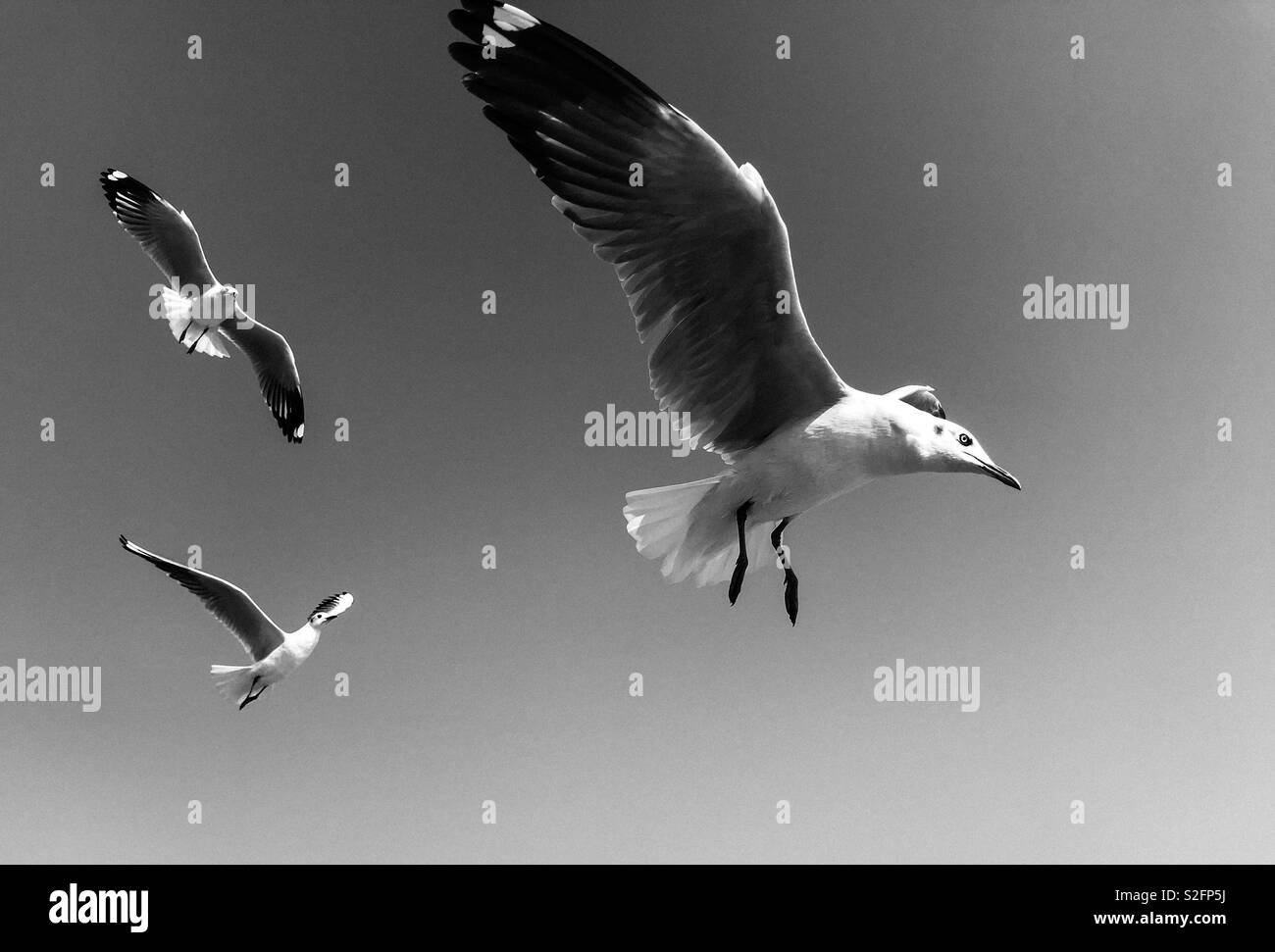 Migratory birds, Siberian Sea Gulls fly over sky of Mumbai, over Arabian Sea in India - Smartphone Captured Stock Image