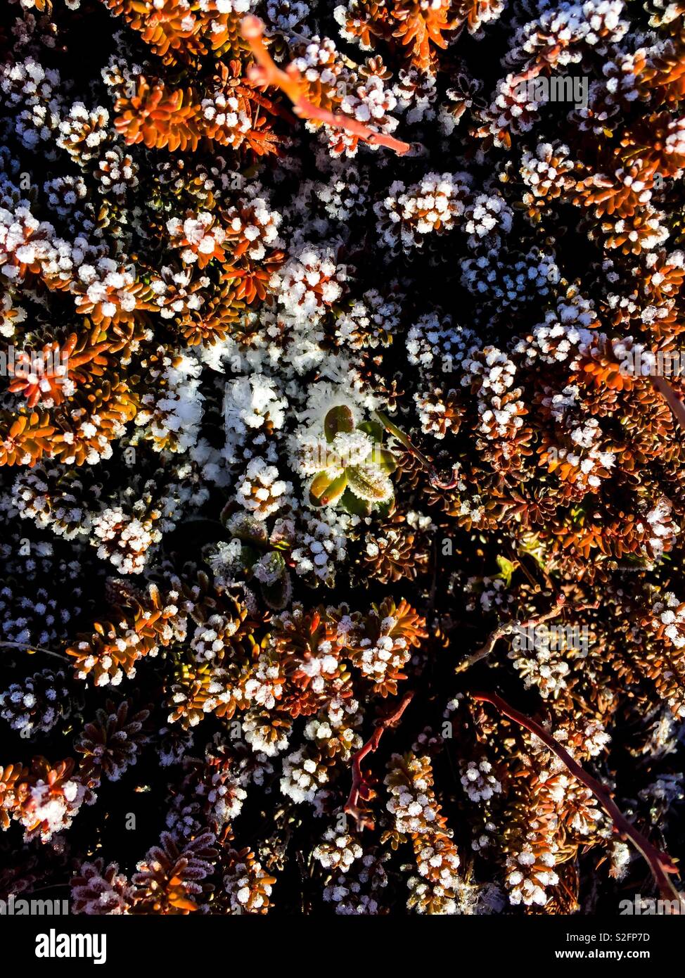 Winter scene with snow settled on small buds - Smartphone Captured Stock Image