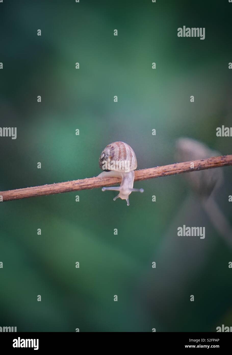 small snail on the plant in the nature Stock Photo