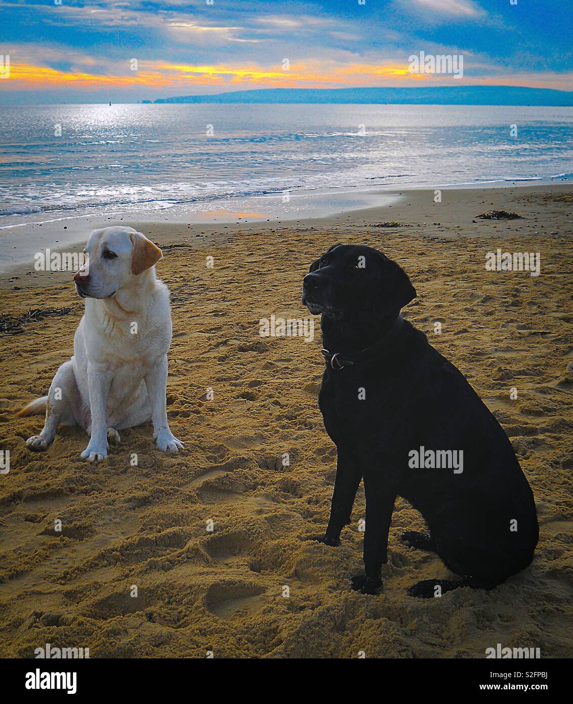 Labradors on Beach Stock Photo - Alamy