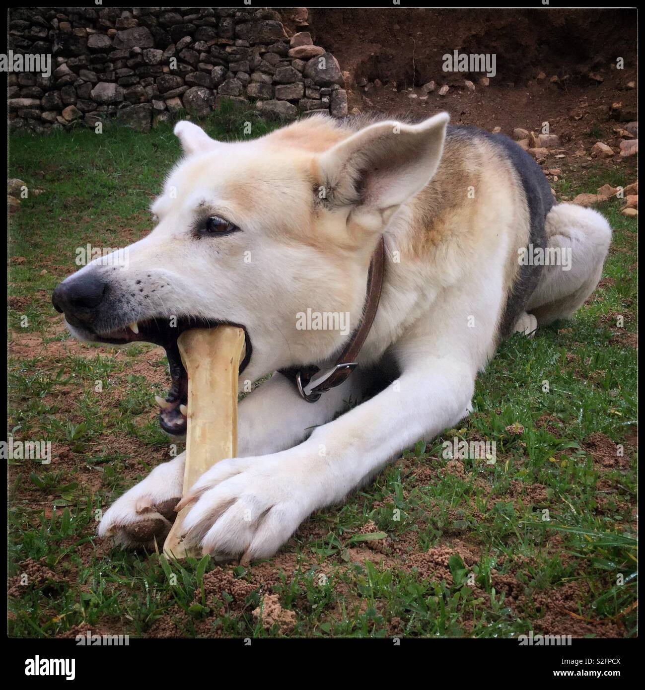 Dog with a chewy bone. - Smartphone Captured Stock Image