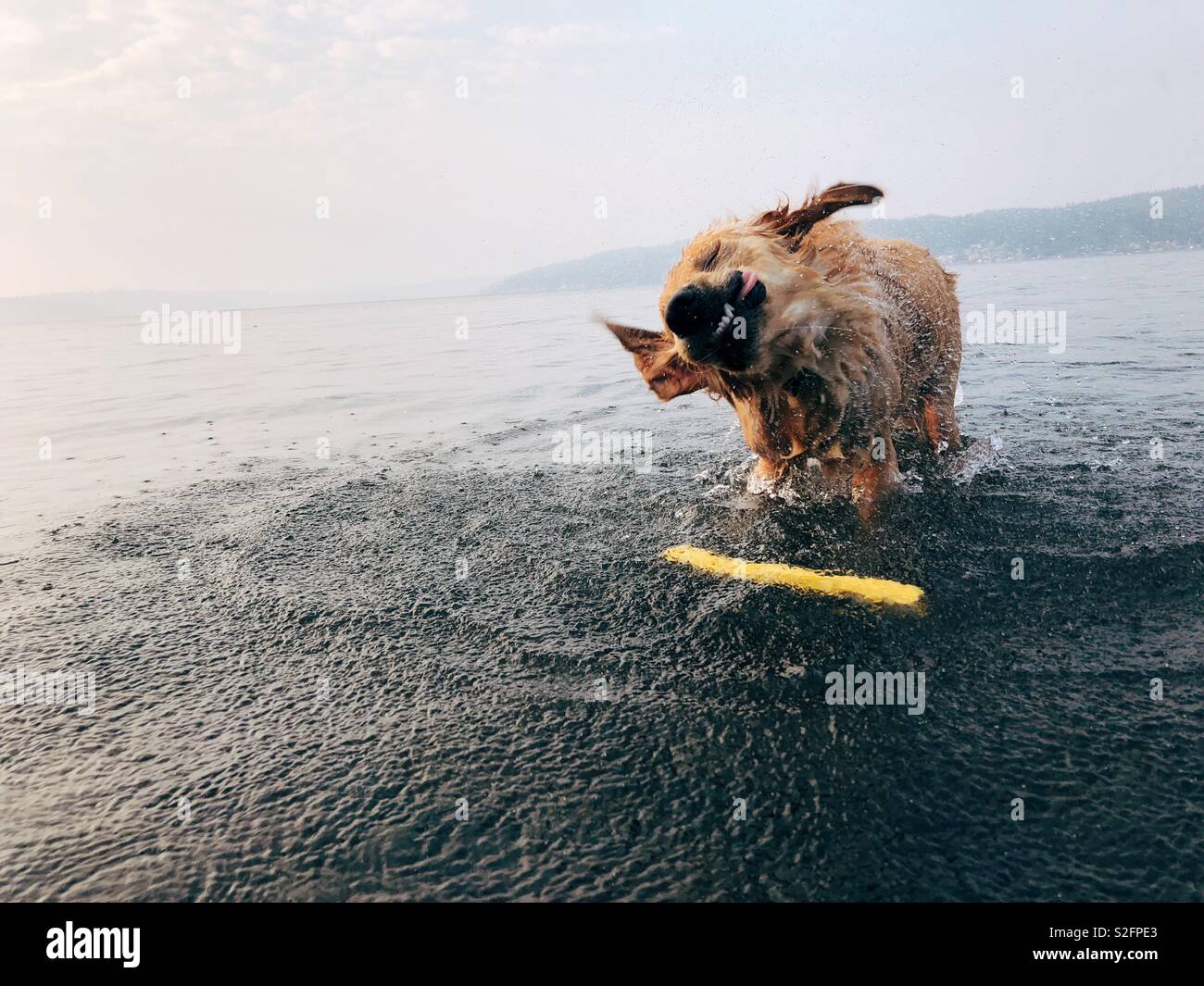 Dog shaking at the beach Stock Photo Alamy