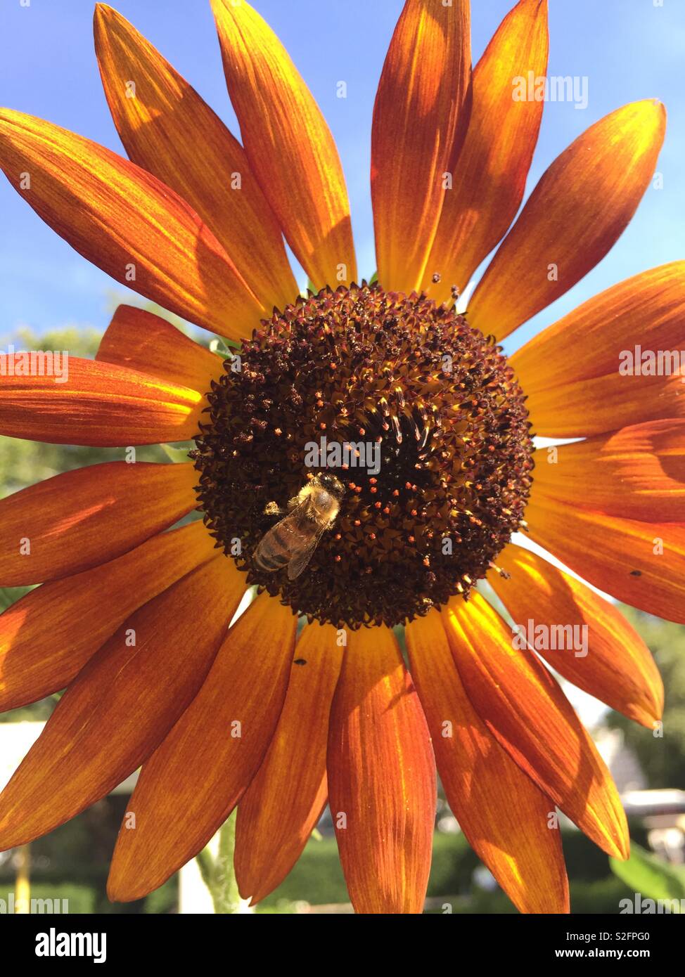 Sunflower with bee collecting pollen. Stock Photo