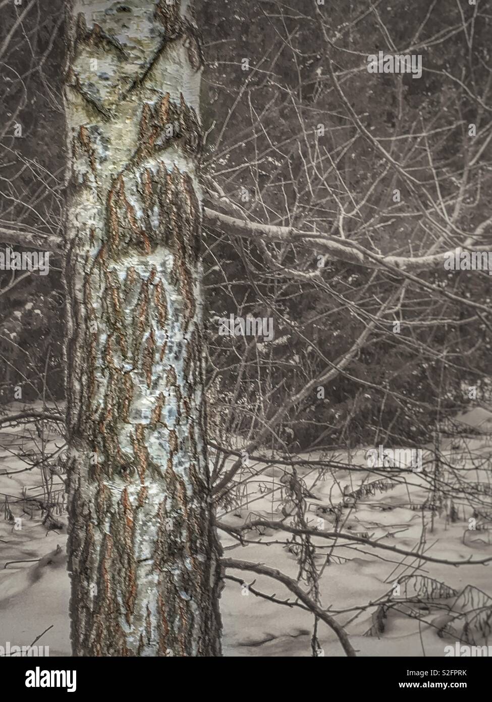 Winter’s bark, interesting texture of tree bark with soft focus background, copy space Stock Photo