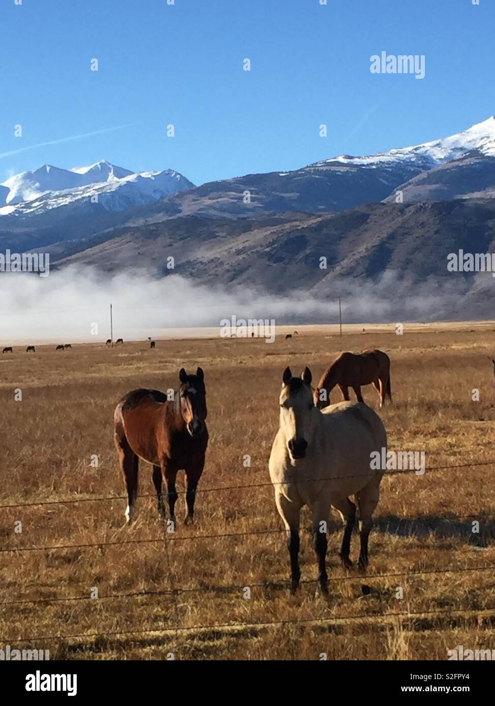 Montana wild horses hi-res stock photography and images - Alamy