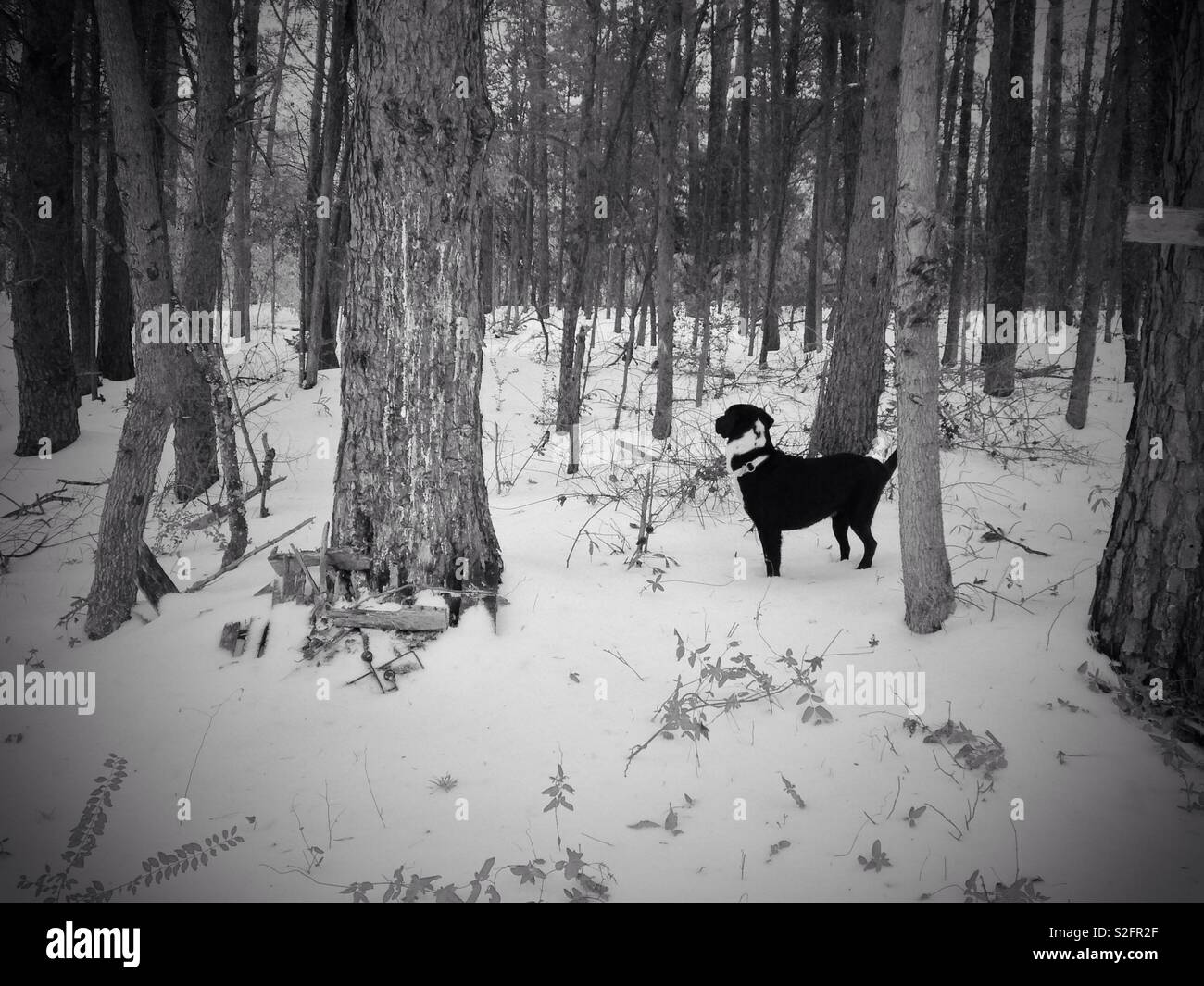 Black and white photo of dog listening in still, snowy woods Stock ...