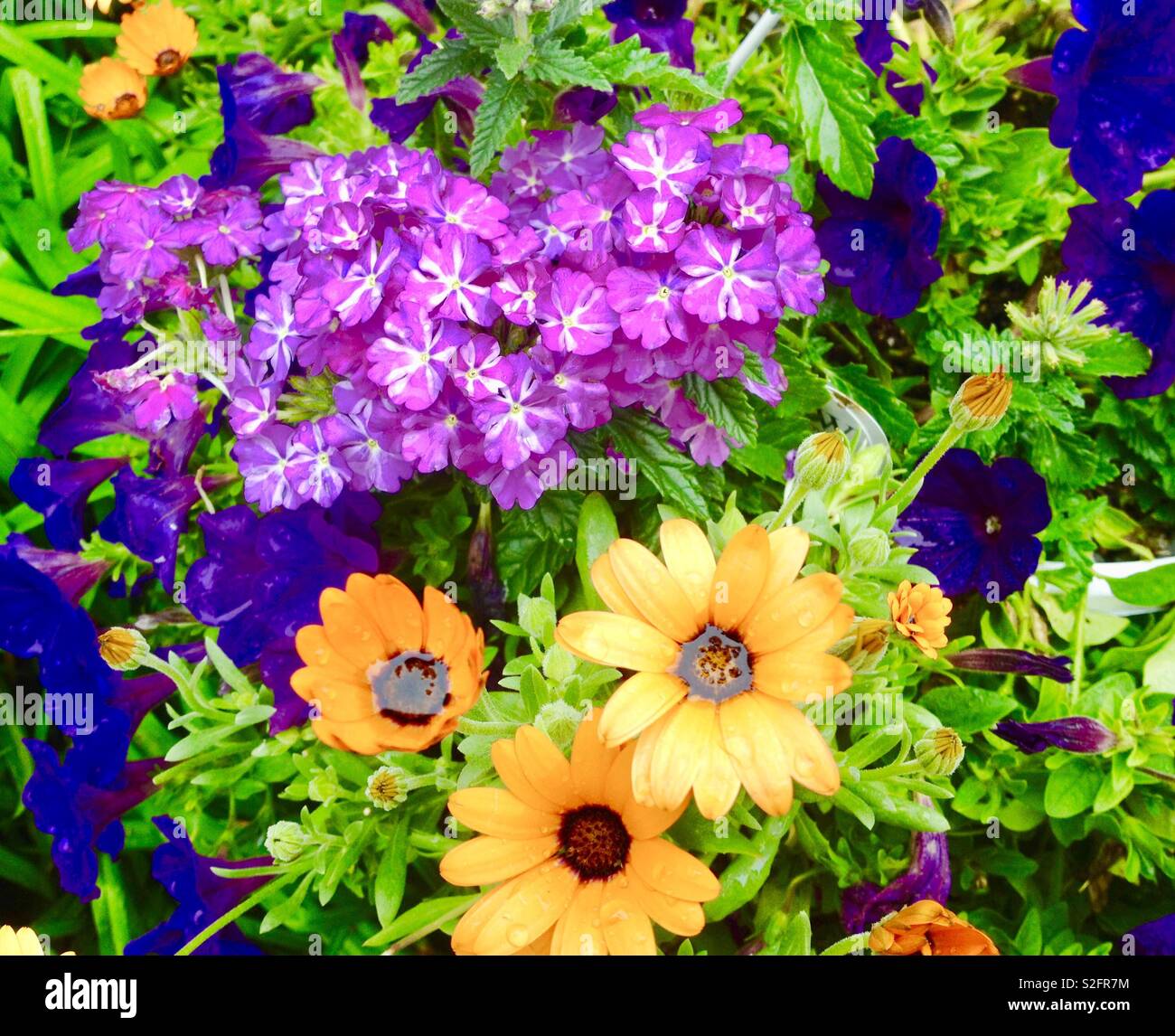 Colorful flowers - Smartphone Captured Stock Image