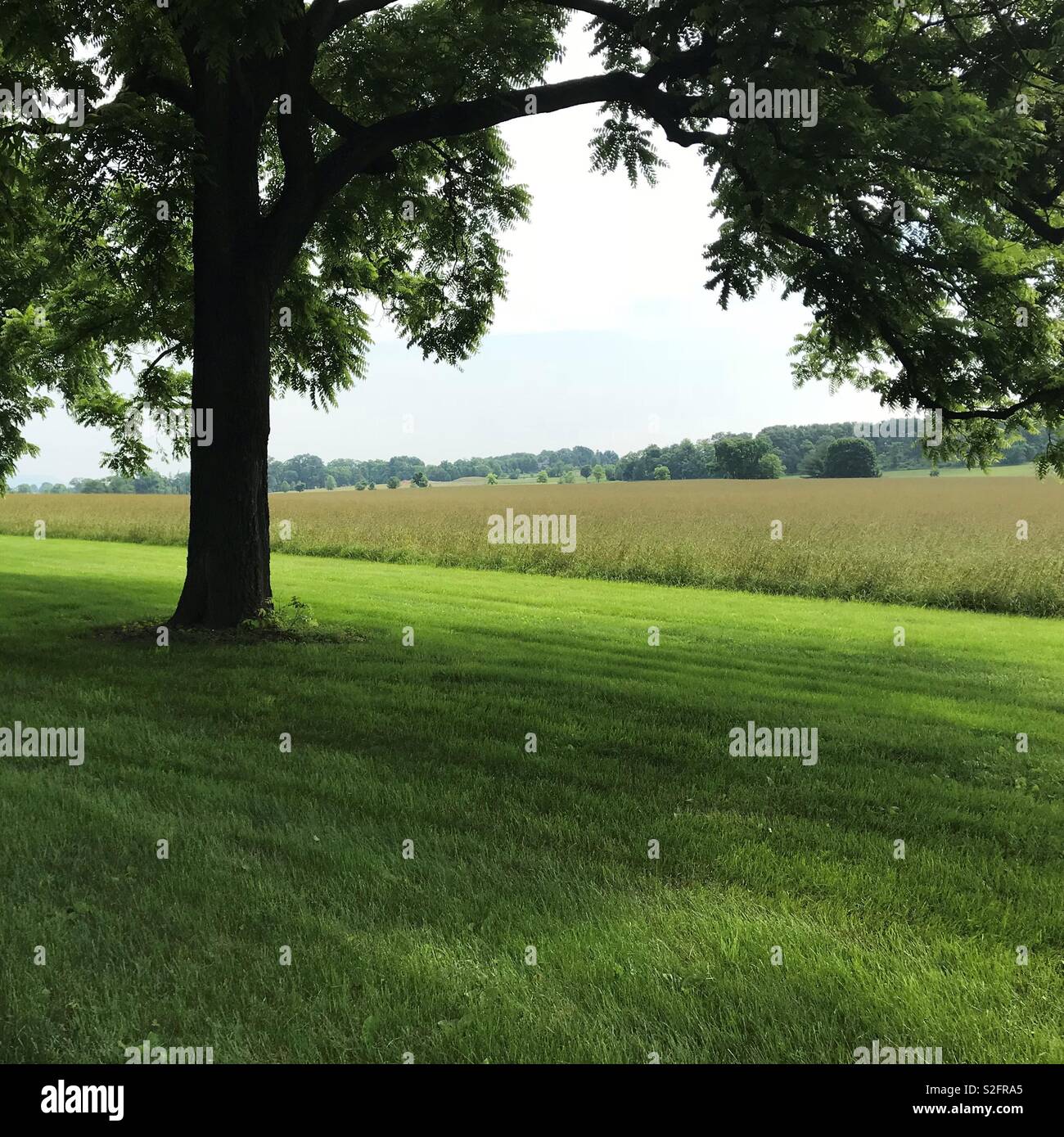 Trees lining the field Stock Photo Alamy