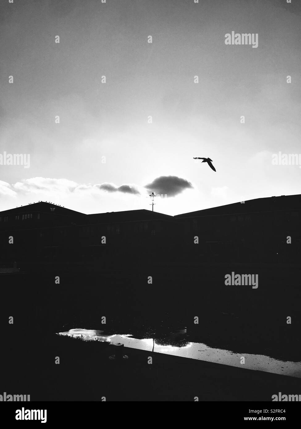 Seagull flying in a winery scene - Smartphone Captured Stock Image Seagull flying in a winery scene - Smartphone Captured Stock Image