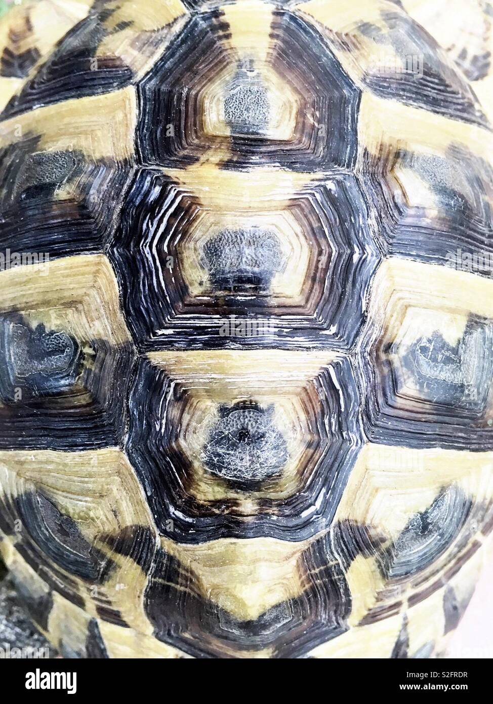 Tortoise shell Stock Photo