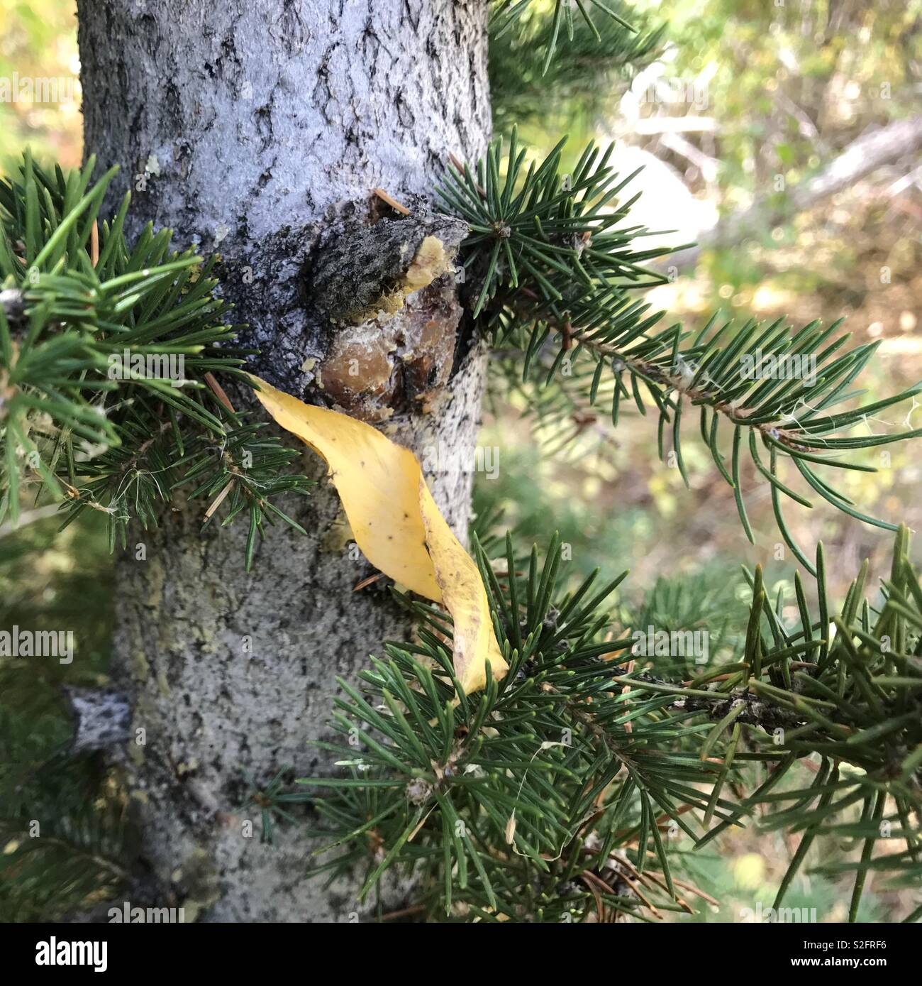 Resin extraction of pine tree hi-res stock photography and images - Alamy