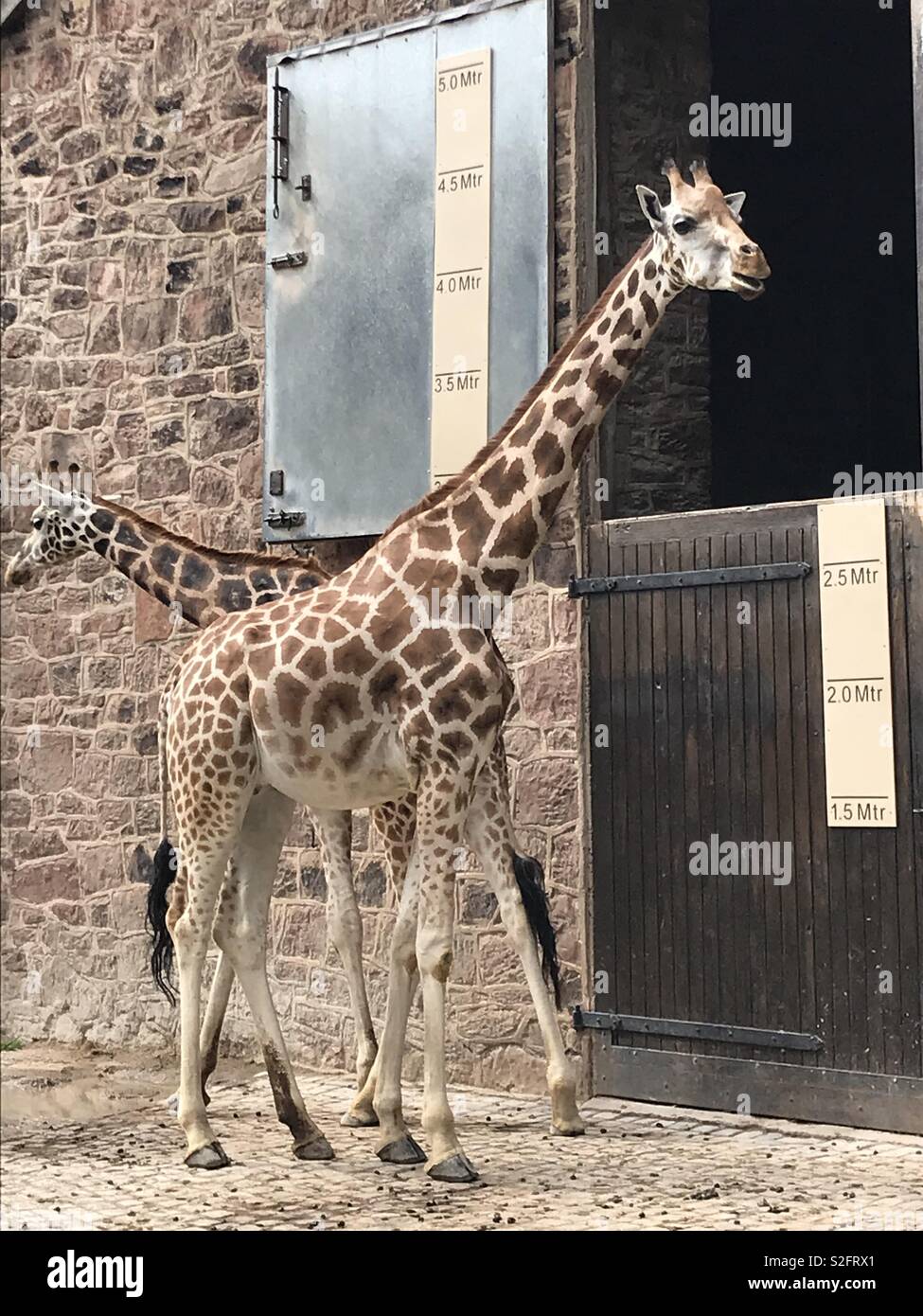 giraffe feeding chester zoo