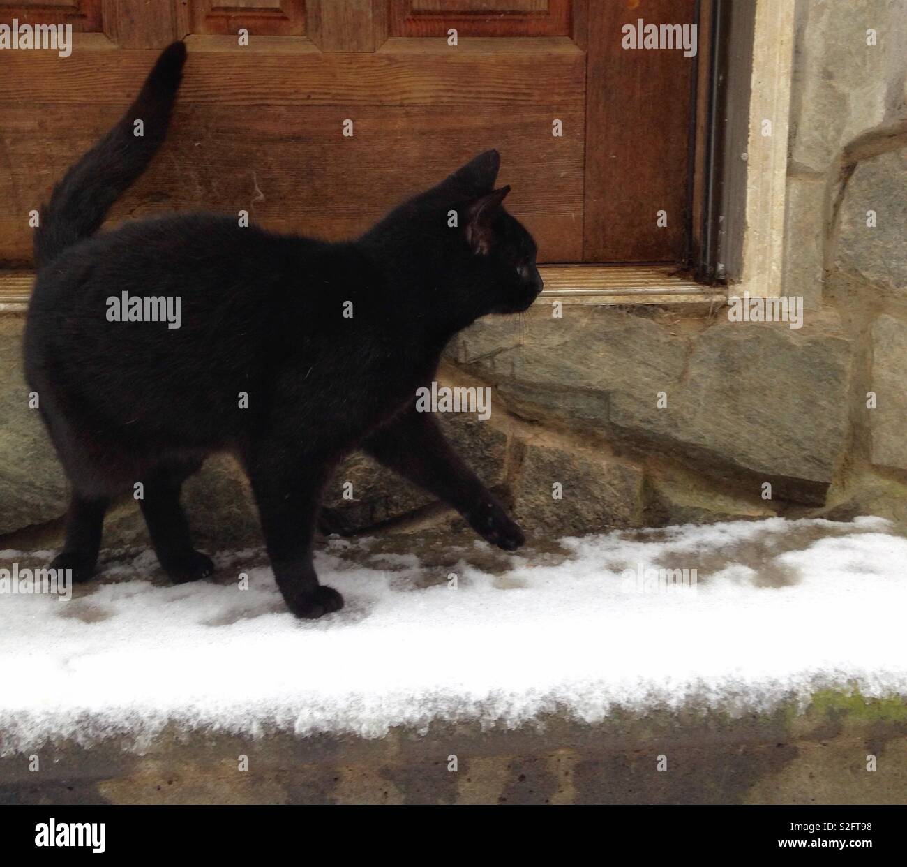 Black kitty on back door stairs, stepping carefully in snow - Smartphone Captured Stock Image