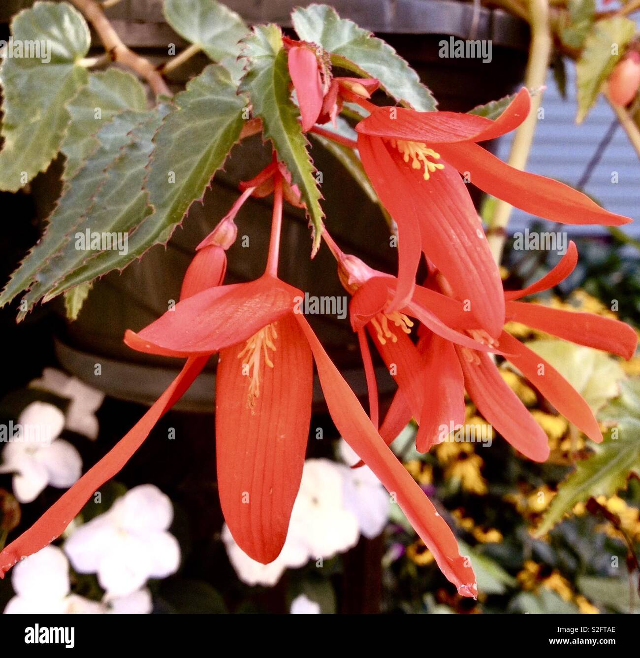 Begonia Stock Photo