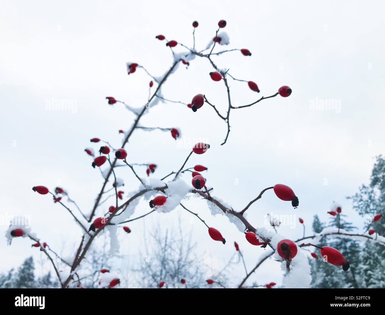 Branch of a Rose Hip shrub covered in snow with overcast sky in the background. Space for copy. Stock Photo