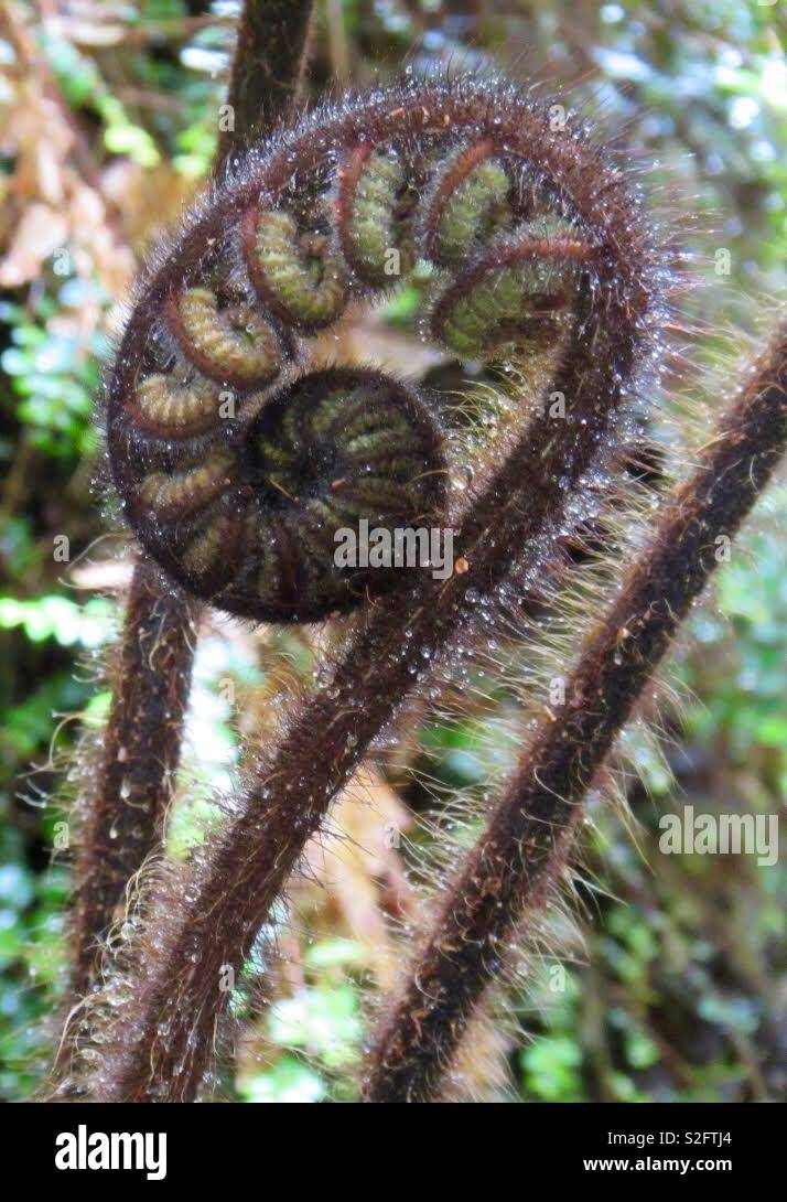 Fern curled up frond - Smartphone Captured Stock Image