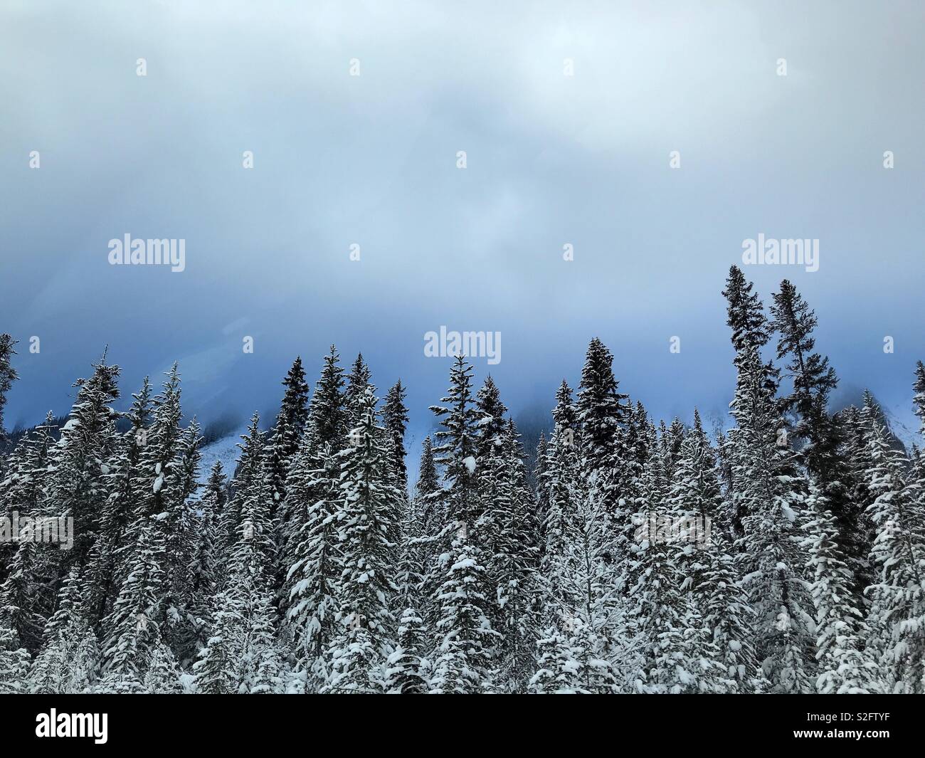 Clouds shroud mountains with an odd blue light while snow-covered spruce trees stand tall in the foreground. Stock Photo