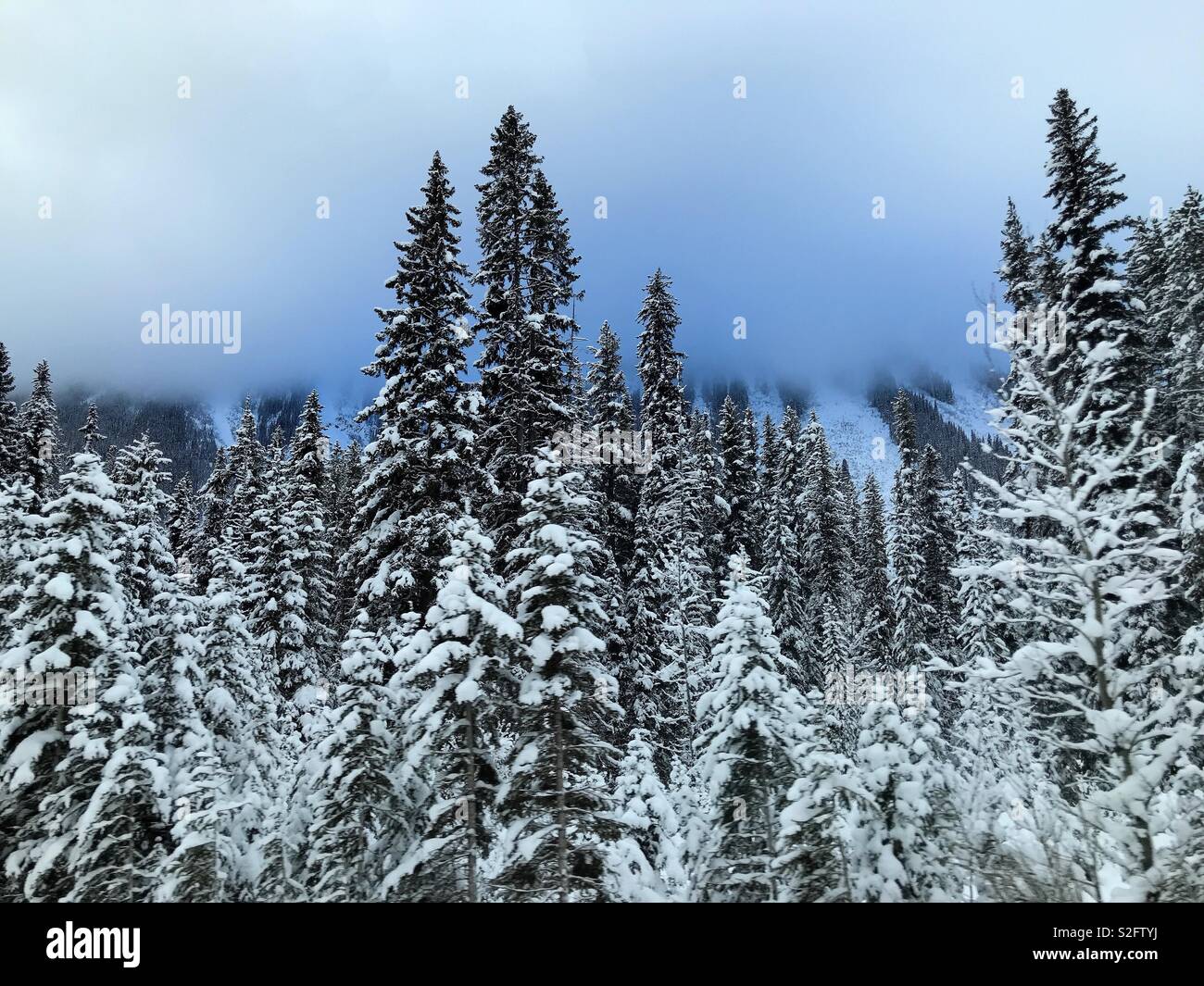 Icy blue clouds shroud mountains behind snow-covered spruce trees. Stock Photo