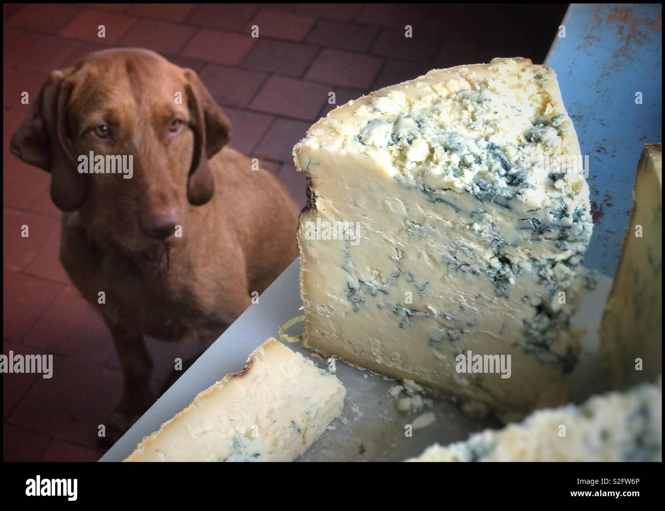The dog and the cheese Stock Photo