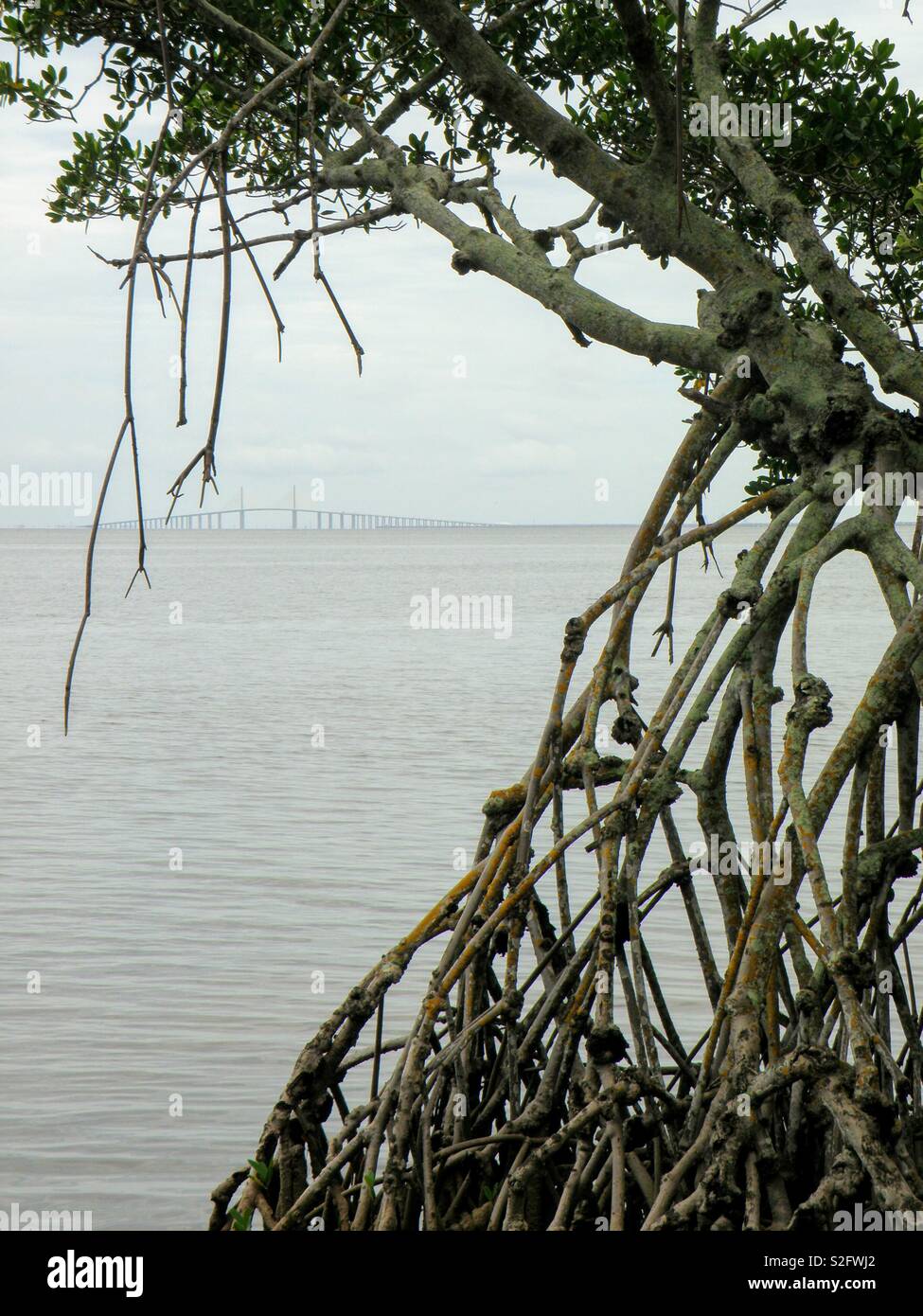 Red Mangrove ,Emerson Point - Smartphone Captured Stock Image