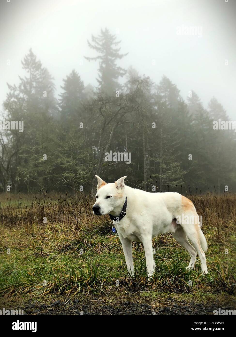 A white dog in a foggy field. Stock Photo