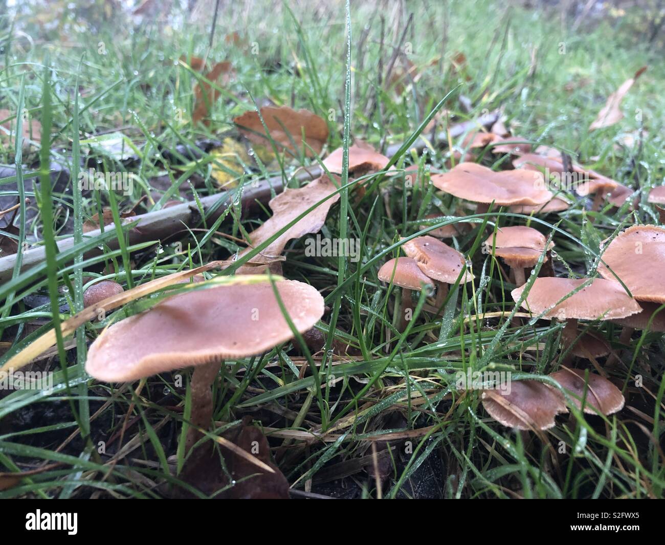 Fungus in the grass Stock Photo Alamy
