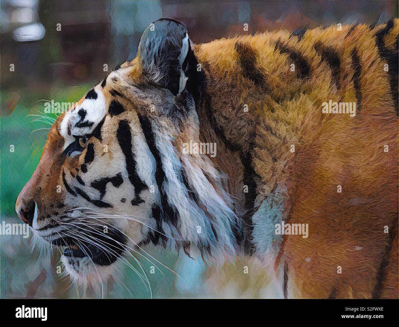 Tiger on the prowl. Strong symbol for the new year Stock Photo Alamy