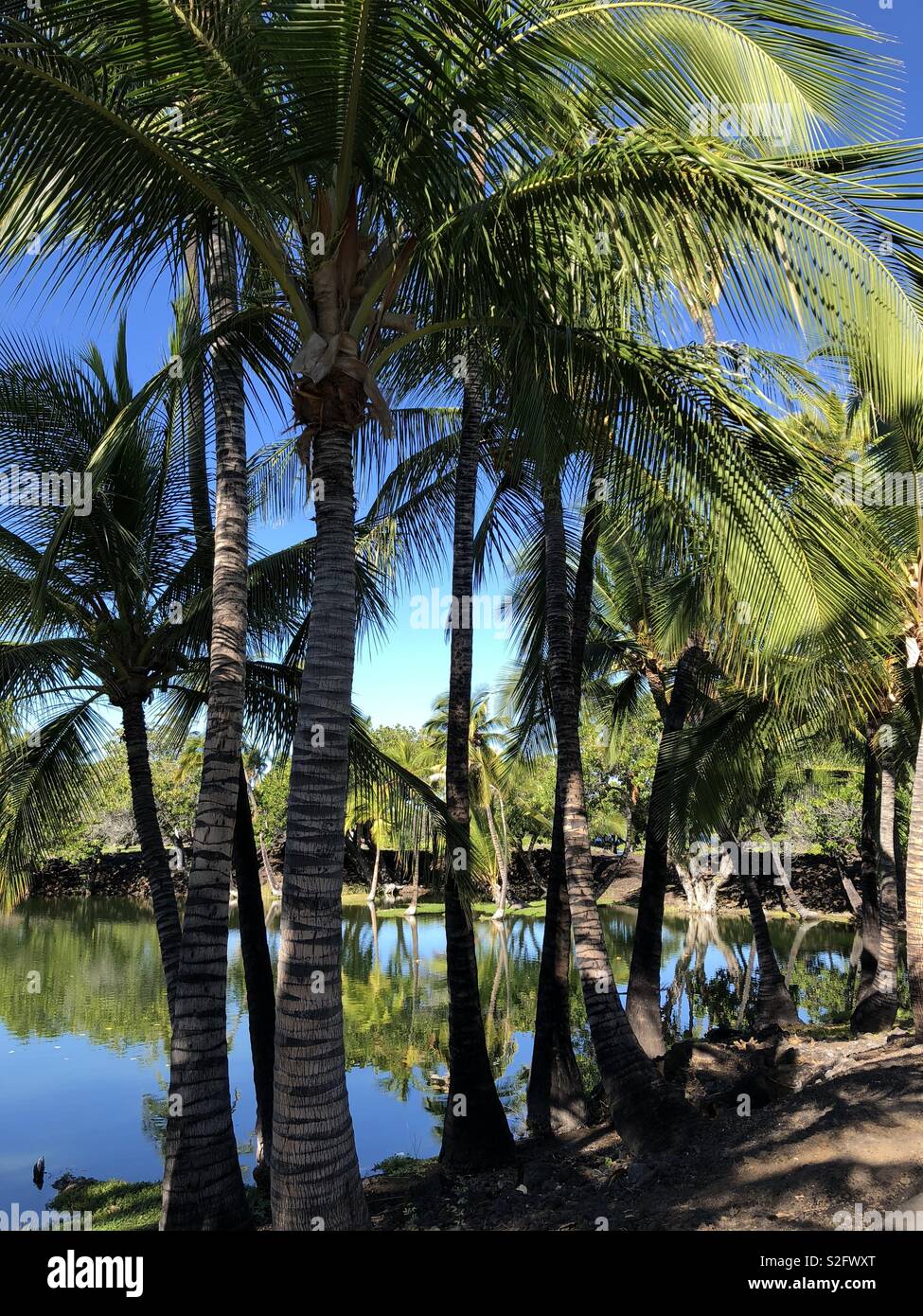 Palm trees and fish ponds with still water reflections of the trees along the coastline of South Kohala on the Big island of Hawaii. The ponds are named Kalahuipua‘a Fishponds. - Smartphone Captured Stock Image