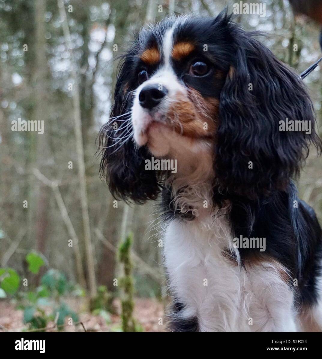 tri color king charles spaniel