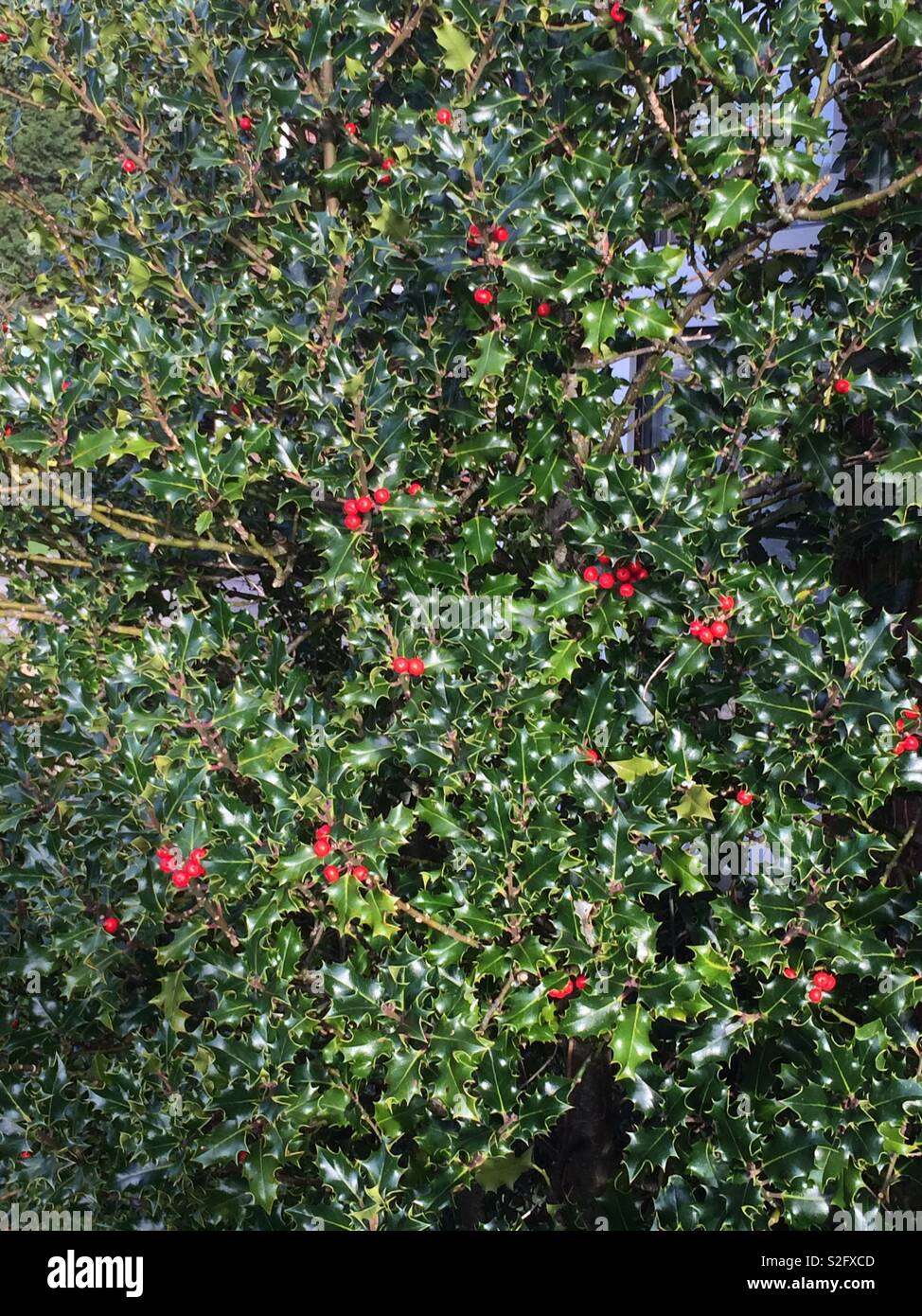 Holly with berries Stock Photo