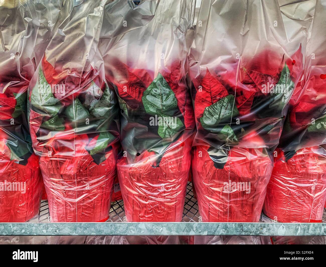 Poinsettias in pots wrapped in plastic Stock Photo