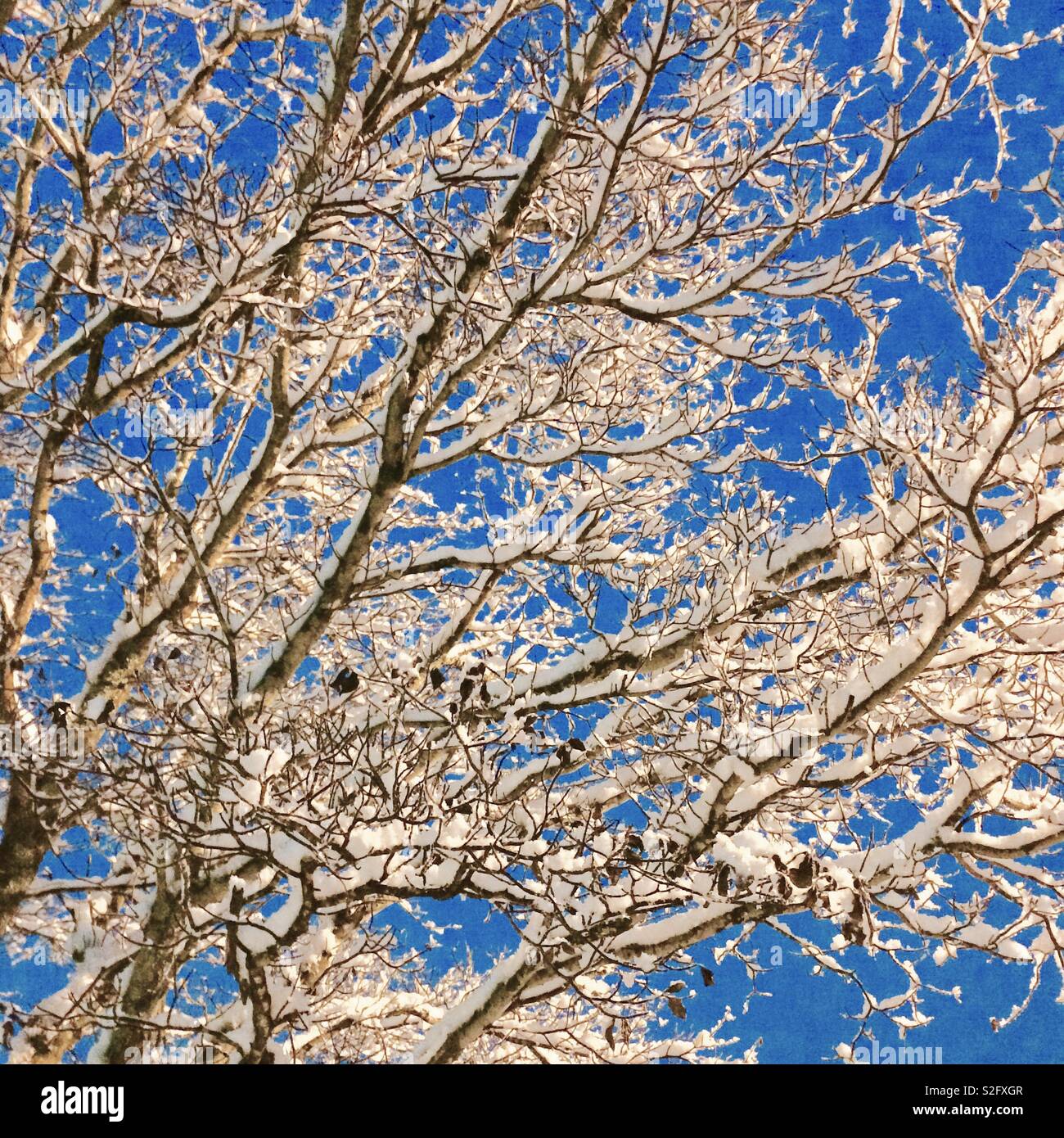 Snow covered tree limbs against blue sky Stock Photo - Alamy