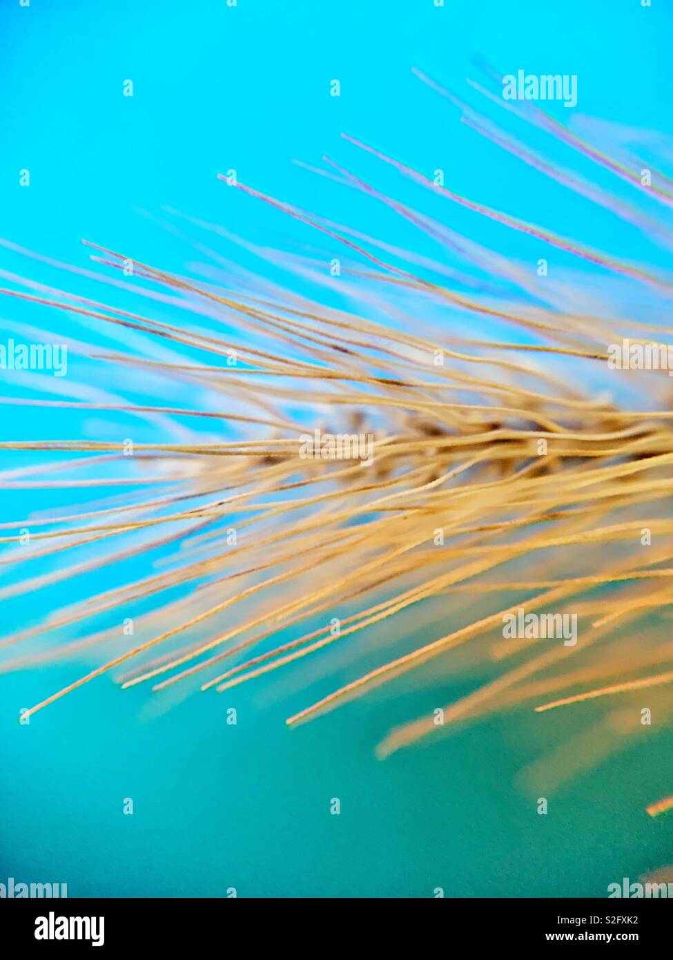 Close up shot of grass hi-res stock photography and images - Alamy