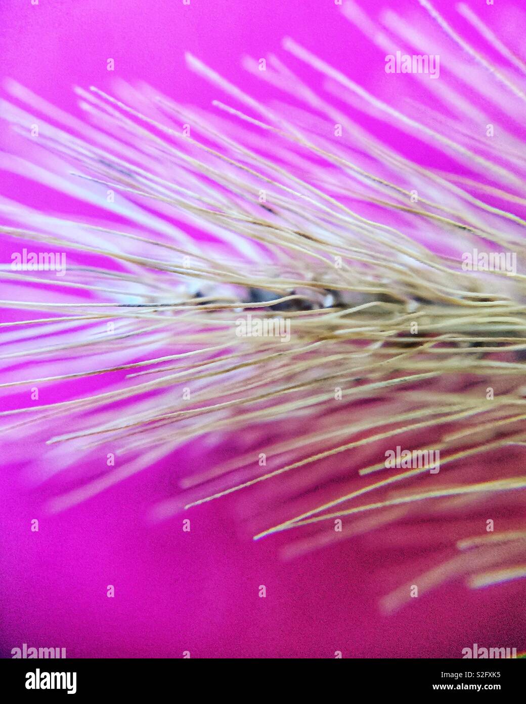 Close up photo of golden grass on magenta pink background - Smartphone Captured Stock Image