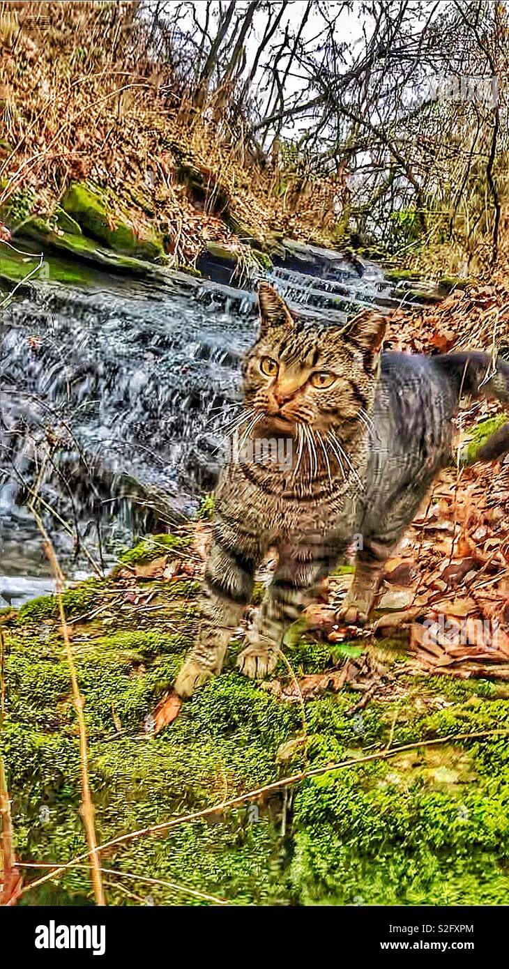 Warrior cats hi-res stock photography and images - Alamy, warrior
