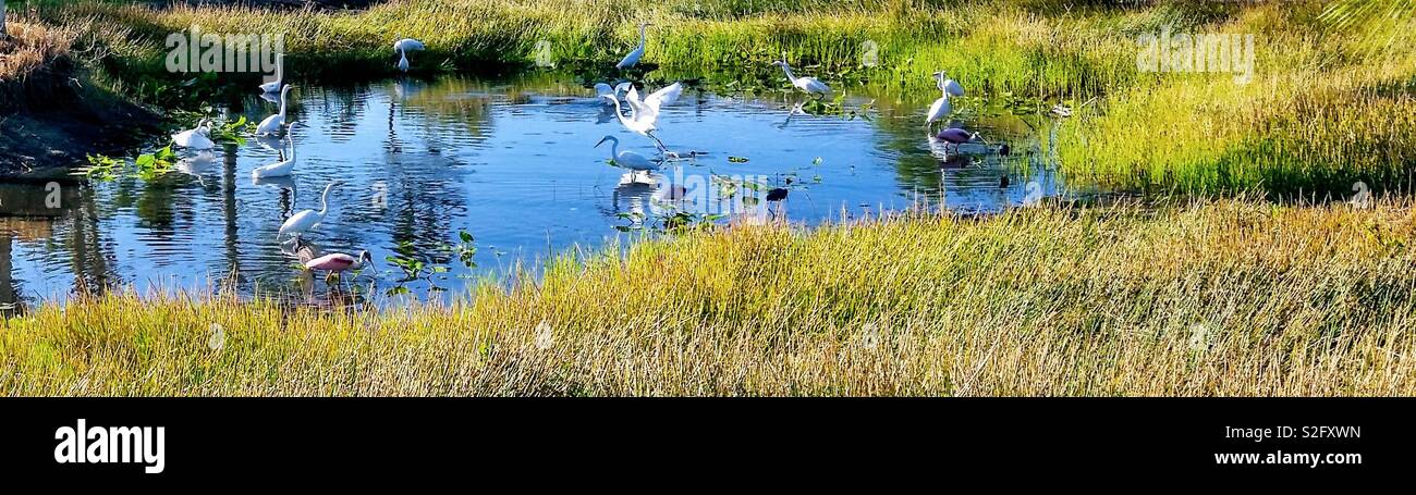 Watering hole - Smartphone Captured Stock Image